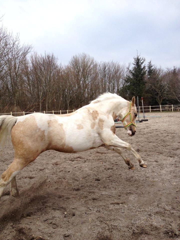 Anden særlig race Sweet Heart (Tweedy) - Vildbasse
 billede 8