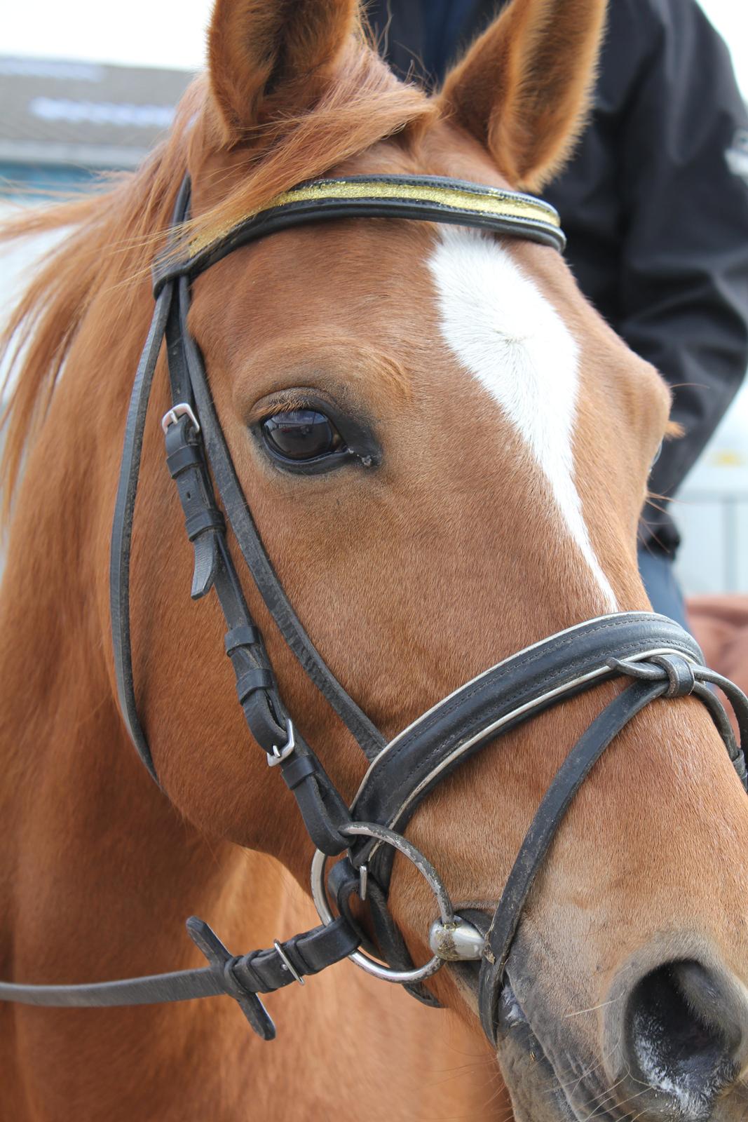 DSP LIND'S PENELOPE M. billede 6