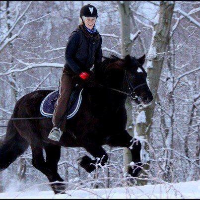 Koldblodstraver Frysning - frysning hos tidligere ejer billede 2