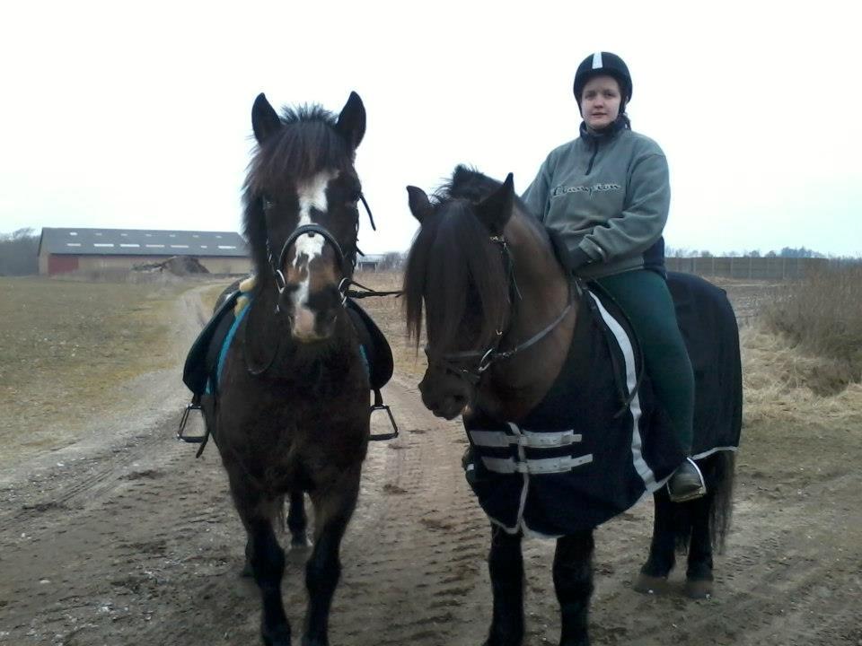 Koldblodstraver Frysning - det er Frysning og Nording er min veninnes hest  billede 3