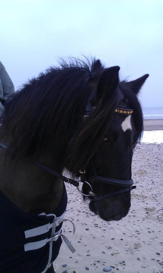 Koldblodstraver Frysning billede 4