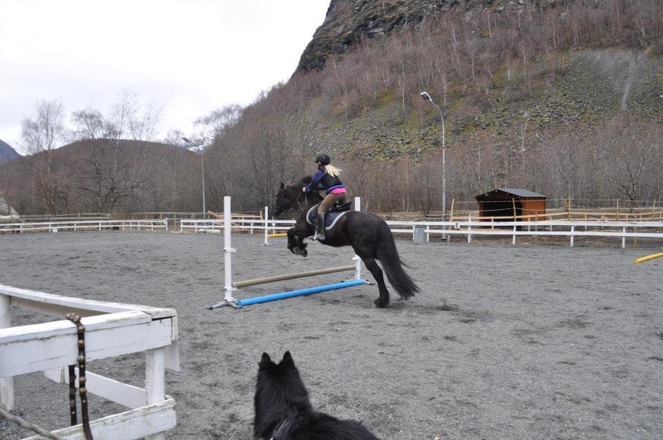 Koldblodstraver Frysning - tidligere ejers 11 år kusine billede 6