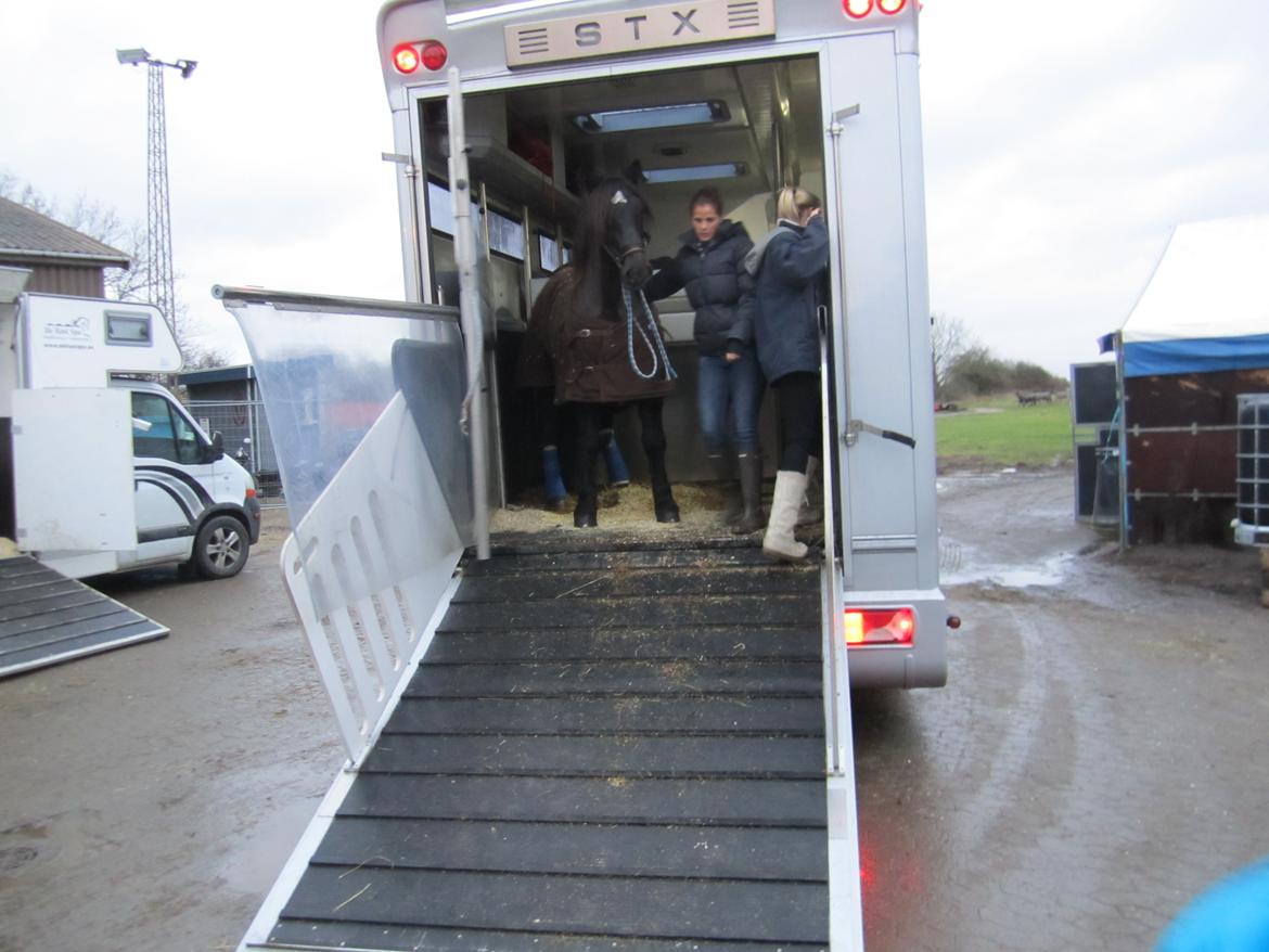 Koldblodstraver Frysning billede 7