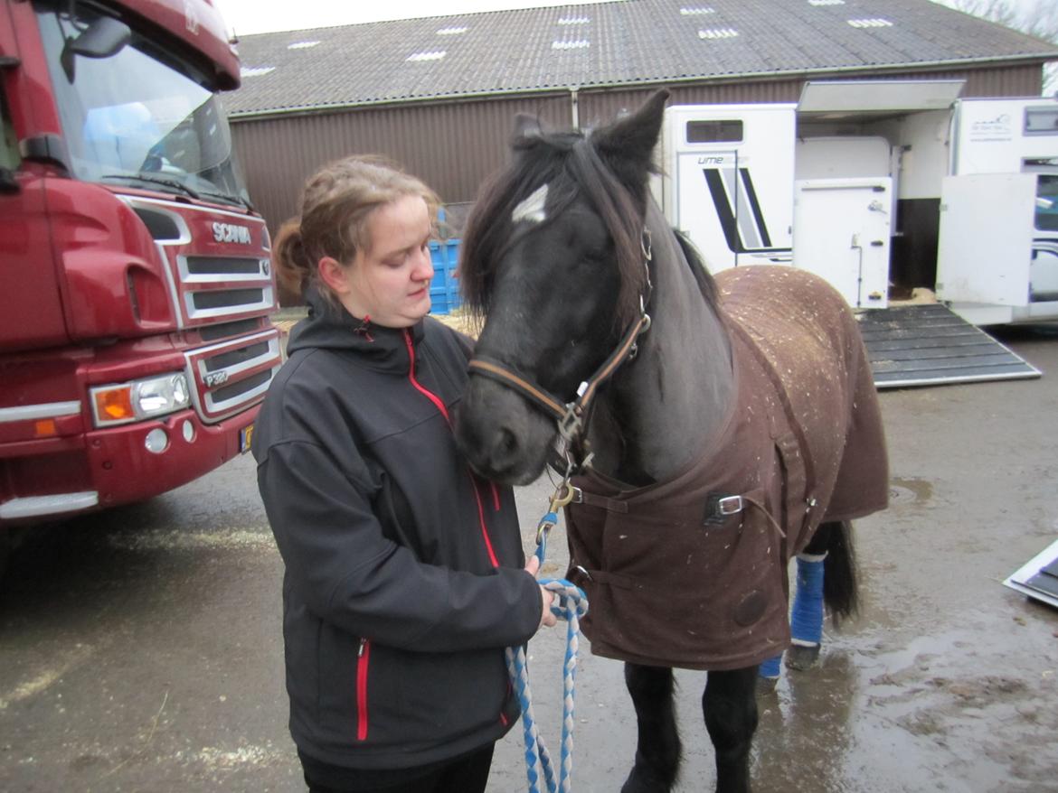 Koldblodstraver Frysning billede 8