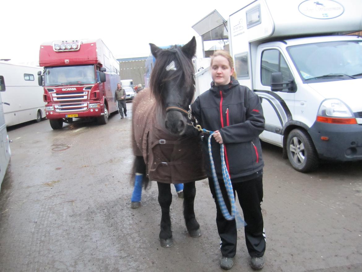 Koldblodstraver Frysning billede 9