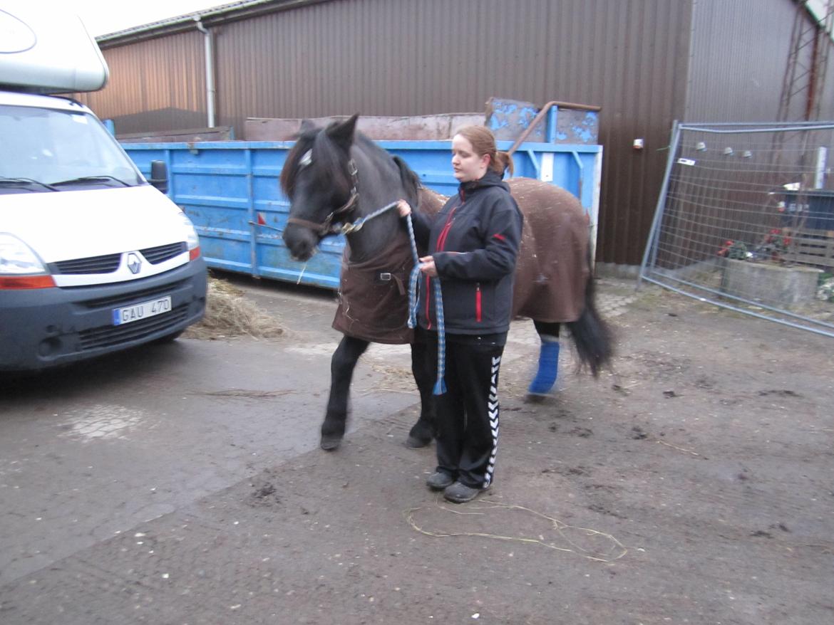 Koldblodstraver Frysning billede 10