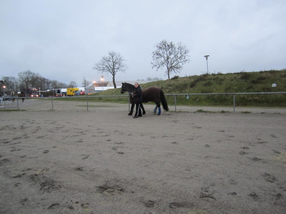 Koldblodstraver Frysning billede 11