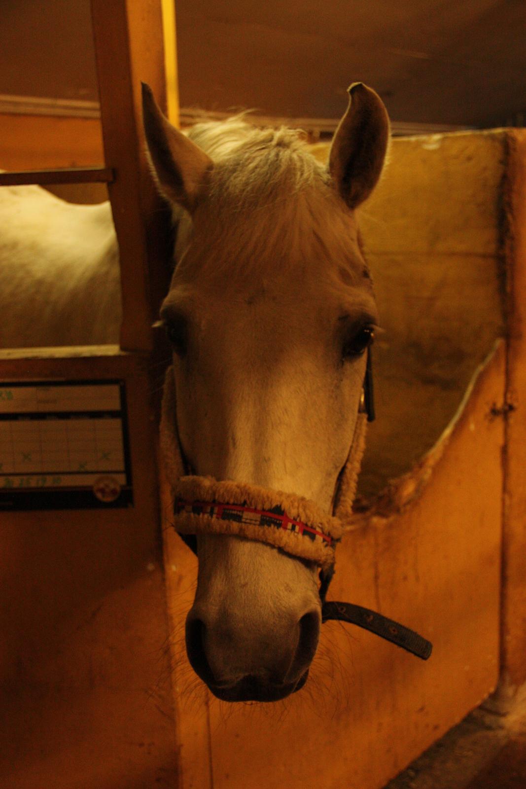 Anden særlig race Enghavegårdens Rocky *Solgt* billede 13