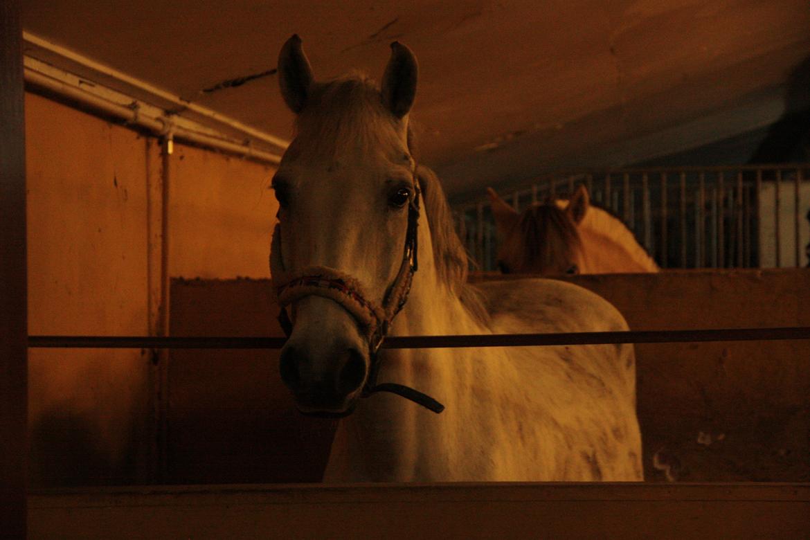 Anden særlig race Enghavegårdens Rocky *Solgt* - "Jeg kan se i er dernede" :D billede 14