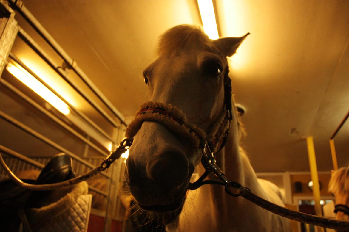 Anden særlig race Enghavegårdens Rocky *Solgt* - Sure Rocky xD billede 15