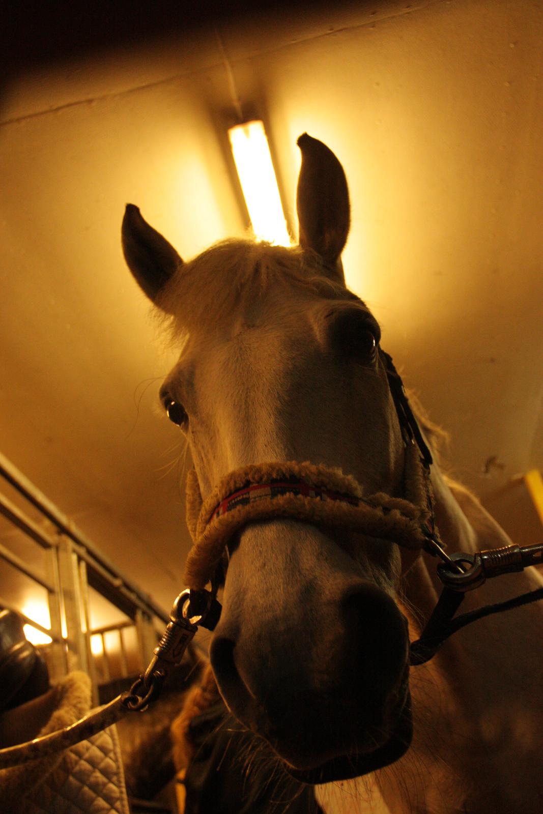 Anden særlig race Enghavegårdens Rocky *Solgt* - Lige et billede i "frø" perspektiv (: billede 16