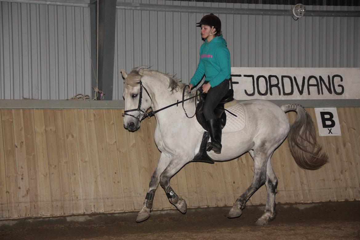 Anden særlig race Enghavegårdens Rocky *Solgt* - Galop :) billede 1
