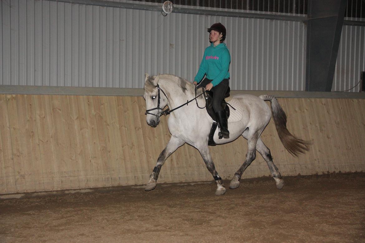 Anden særlig race Enghavegårdens Rocky *Solgt* - Lækker trav!! :D billede 17