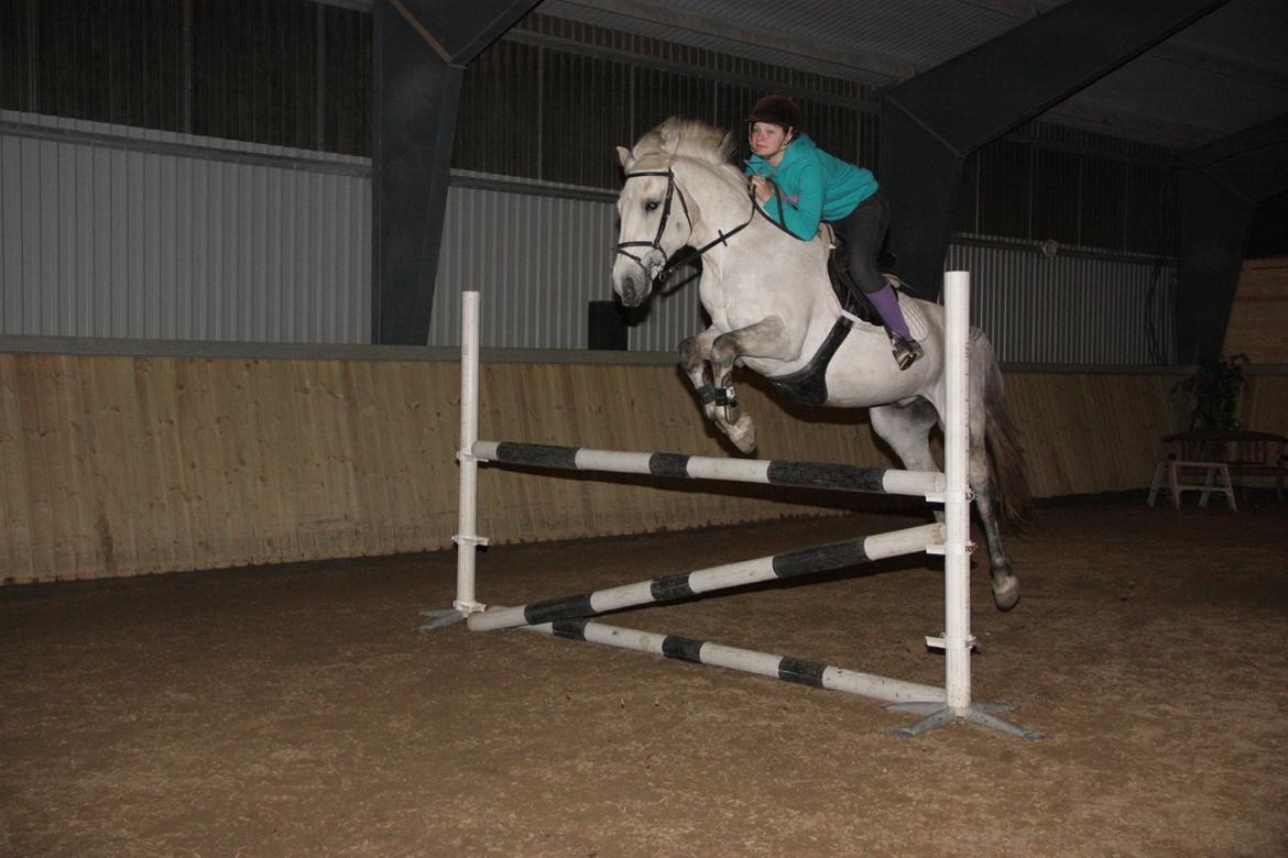 Anden særlig race Enghavegårdens Rocky *Solgt* - 105 cm billede 18