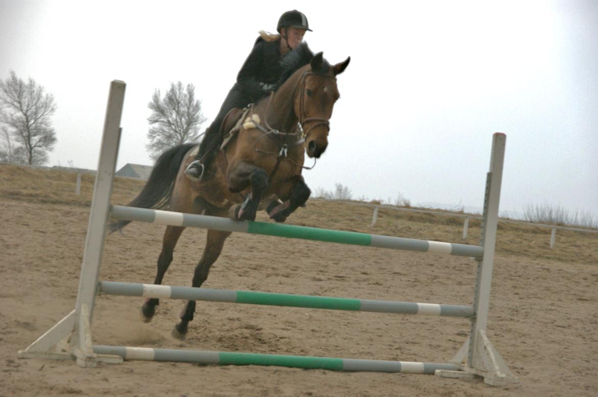 Zangersheide D. Chriesafie Z - 16/4-13. "He may knock down a pole, but he will never break my heart" <3 105 cm  billede 8