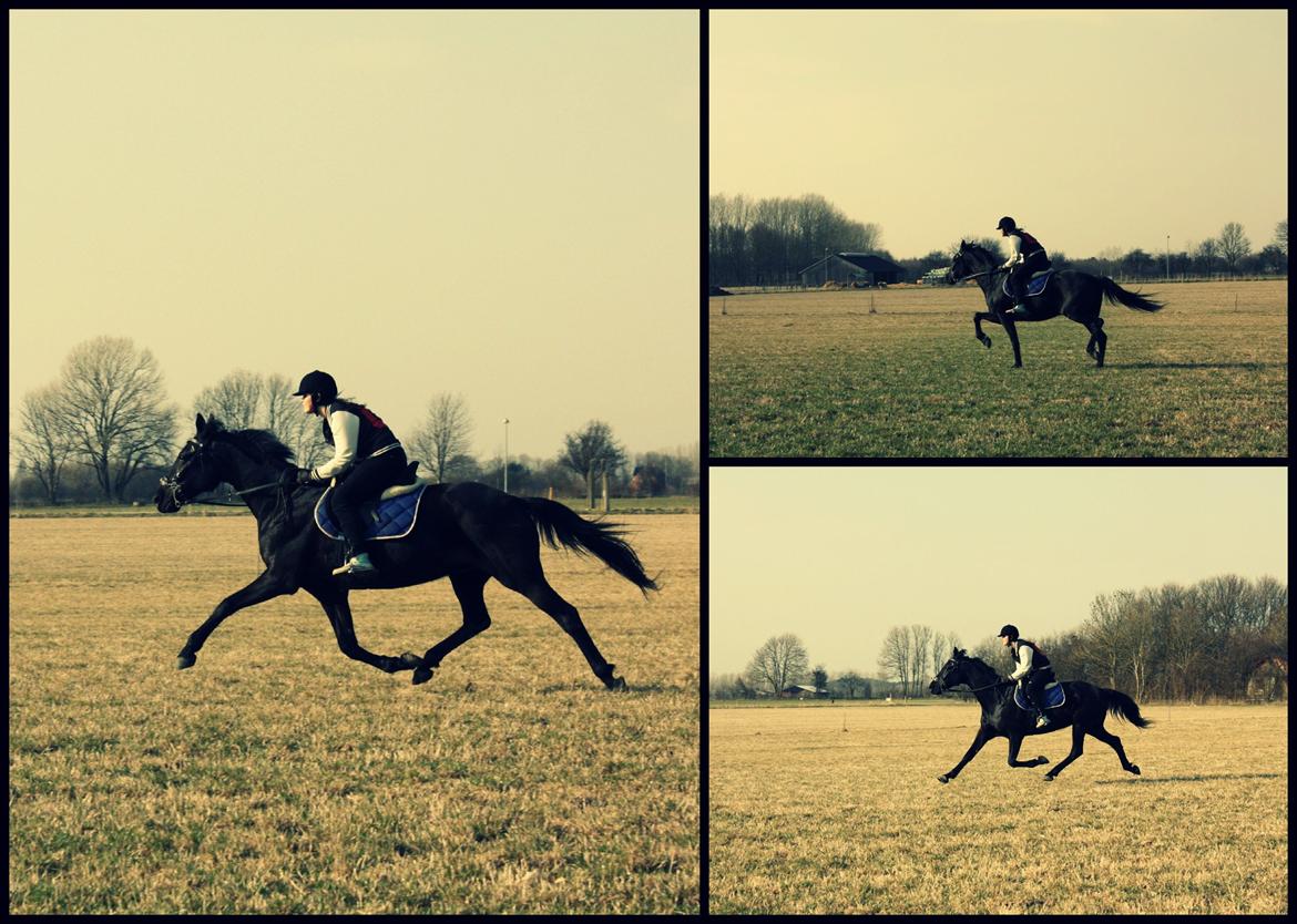 Traver Top gun (Himmelhest. Hvil i fred min engel) - 17-03-13. billede 11