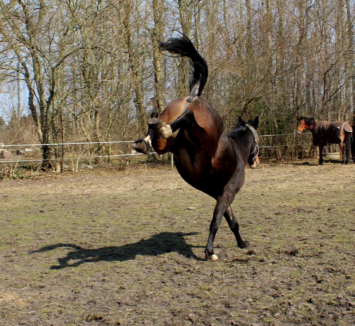 Oldenborg Ravnkjermindes Navigator billede 5