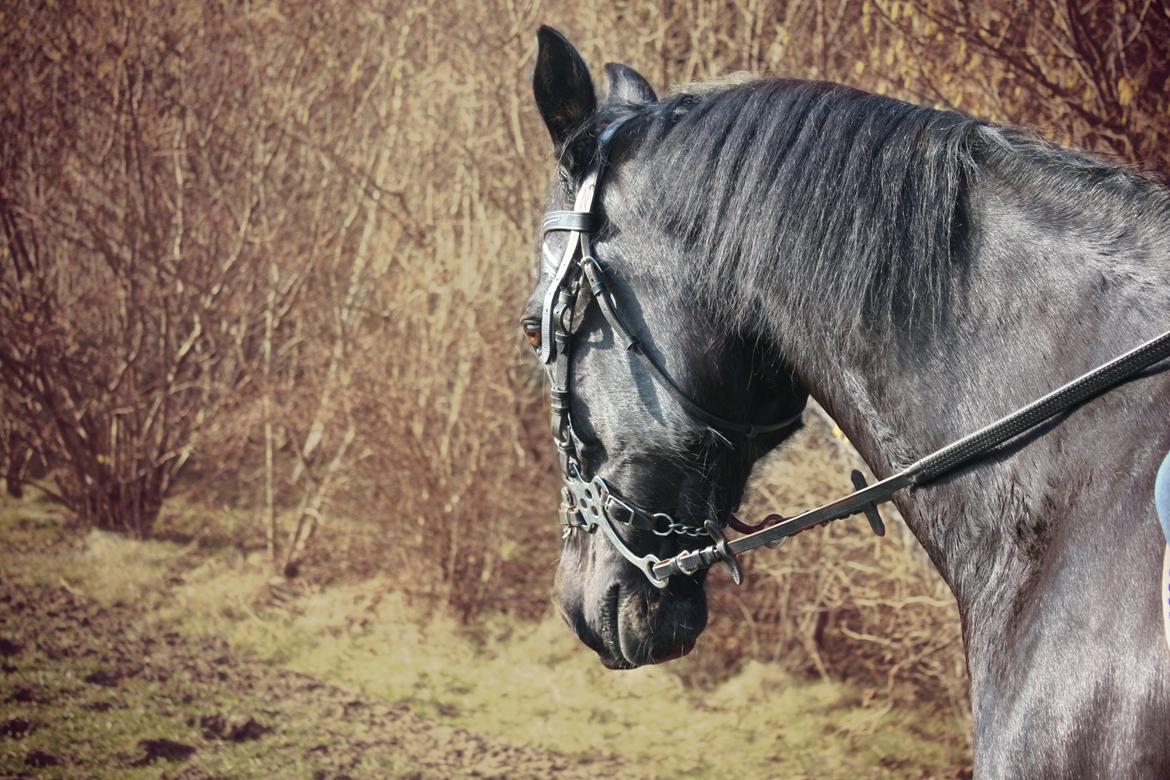 Traver Top gun (Himmelhest. Hvil i fred min engel) billede 12