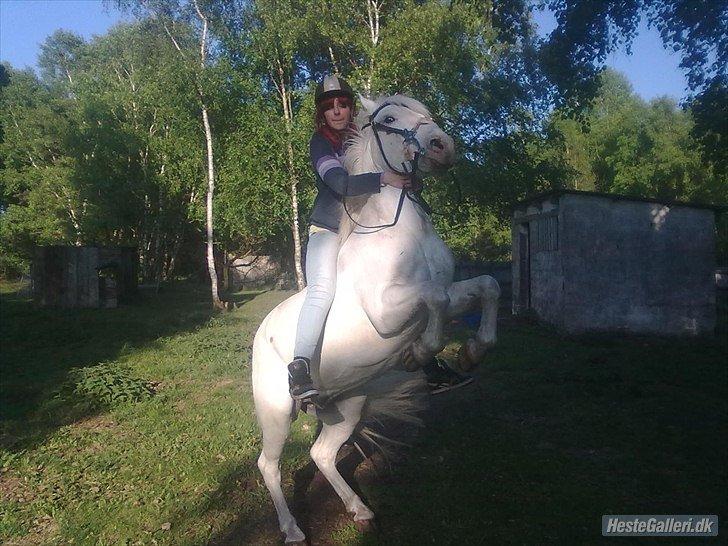 Anden særlig race Flying Blackie [Kiks] billede 4