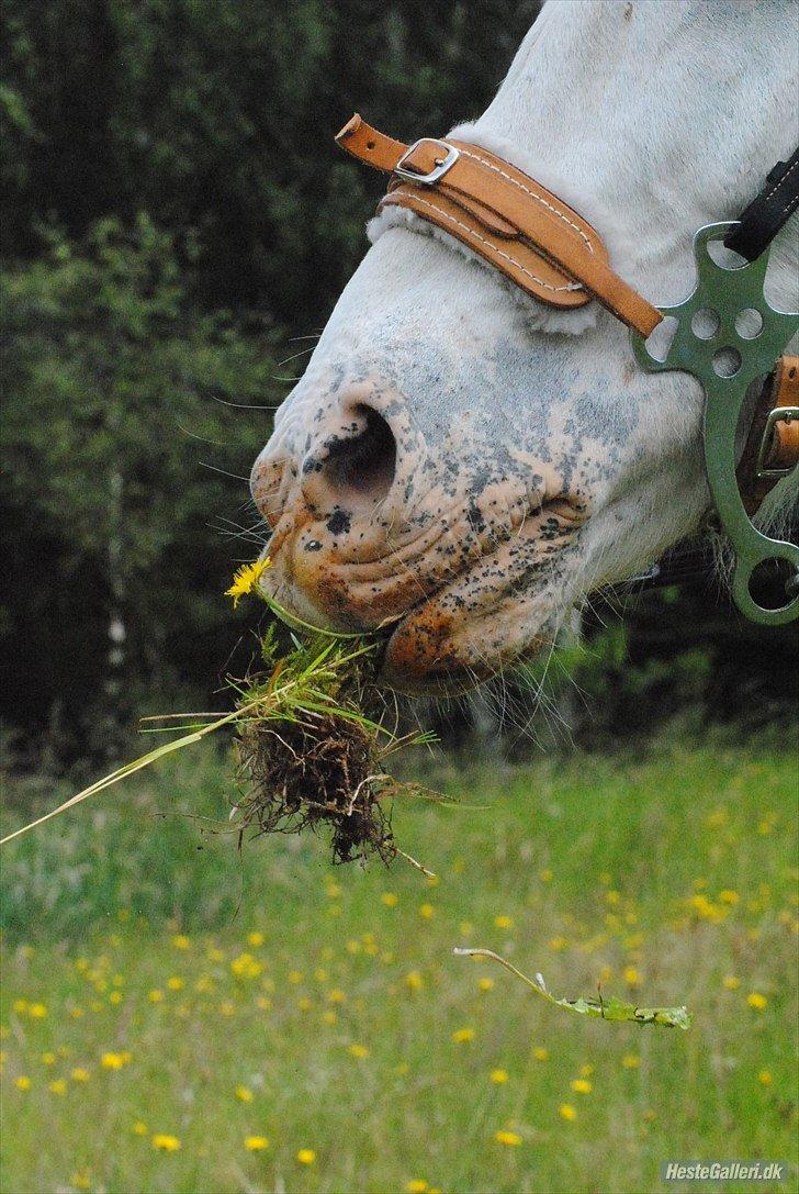 Anden særlig race Flying Blackie [Kiks] billede 6