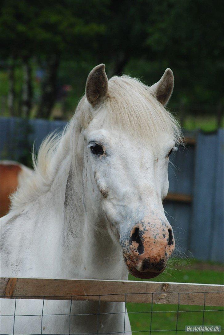 Anden særlig race Flying Blackie [Kiks] billede 1