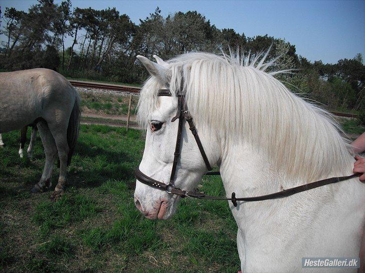 Anden særlig race Flying Blackie [Kiks] billede 8