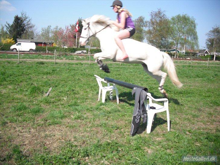 Anden særlig race Flying Blackie [Kiks] billede 9