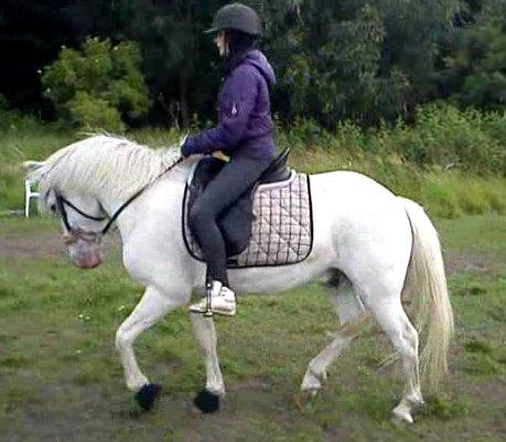 Anden særlig race Flying Blackie [Kiks] billede 11