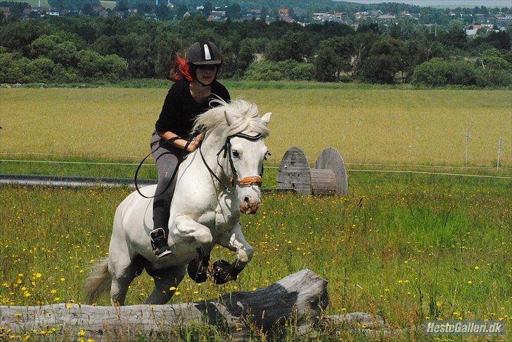 Anden særlig race Flying Blackie [Kiks] billede 12