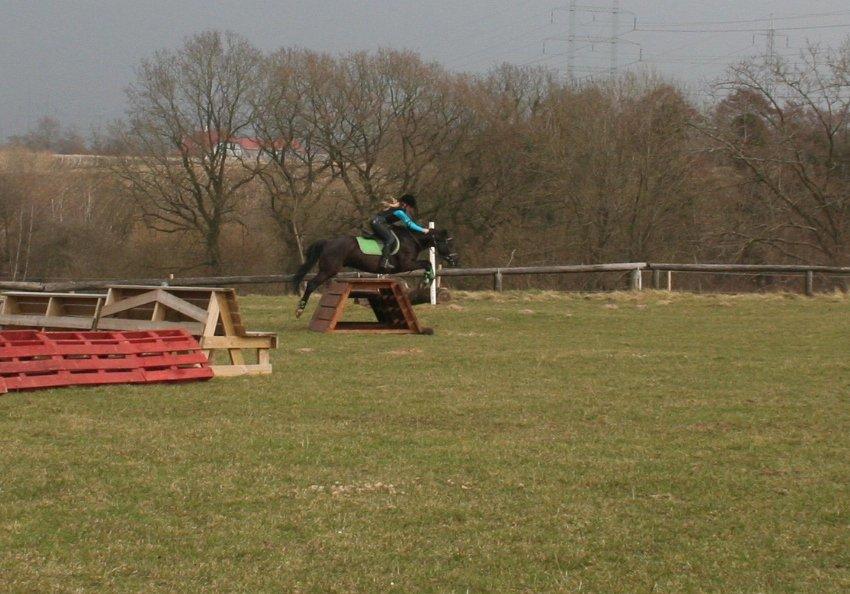 Welsh Cob (sec D) Bjerregård Zeus - Det er det vildeste vi har prøvet, vi sprang over et bord!<3<3 billede 11