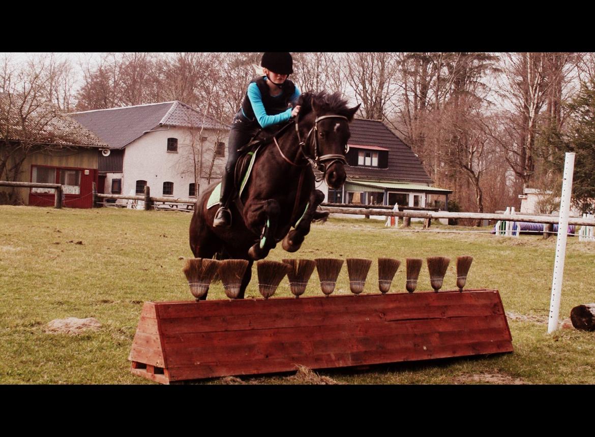 Welsh Cob (sec D) Bjerregård Zeus - Vi sprang over et koste spring!<3 billede 12