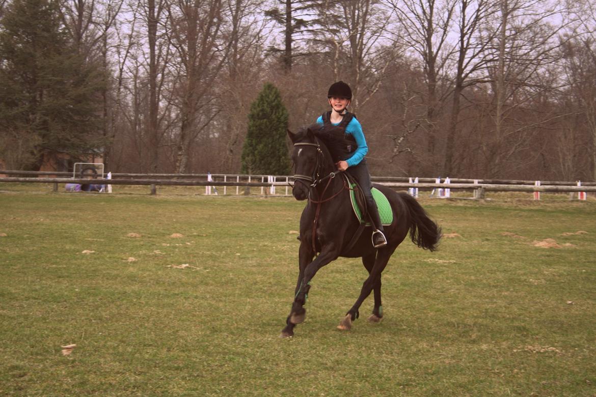 Welsh Cob (sec D) Bjerregård Zeus - Joooooooord!<3<3<3:-*
 billede 13