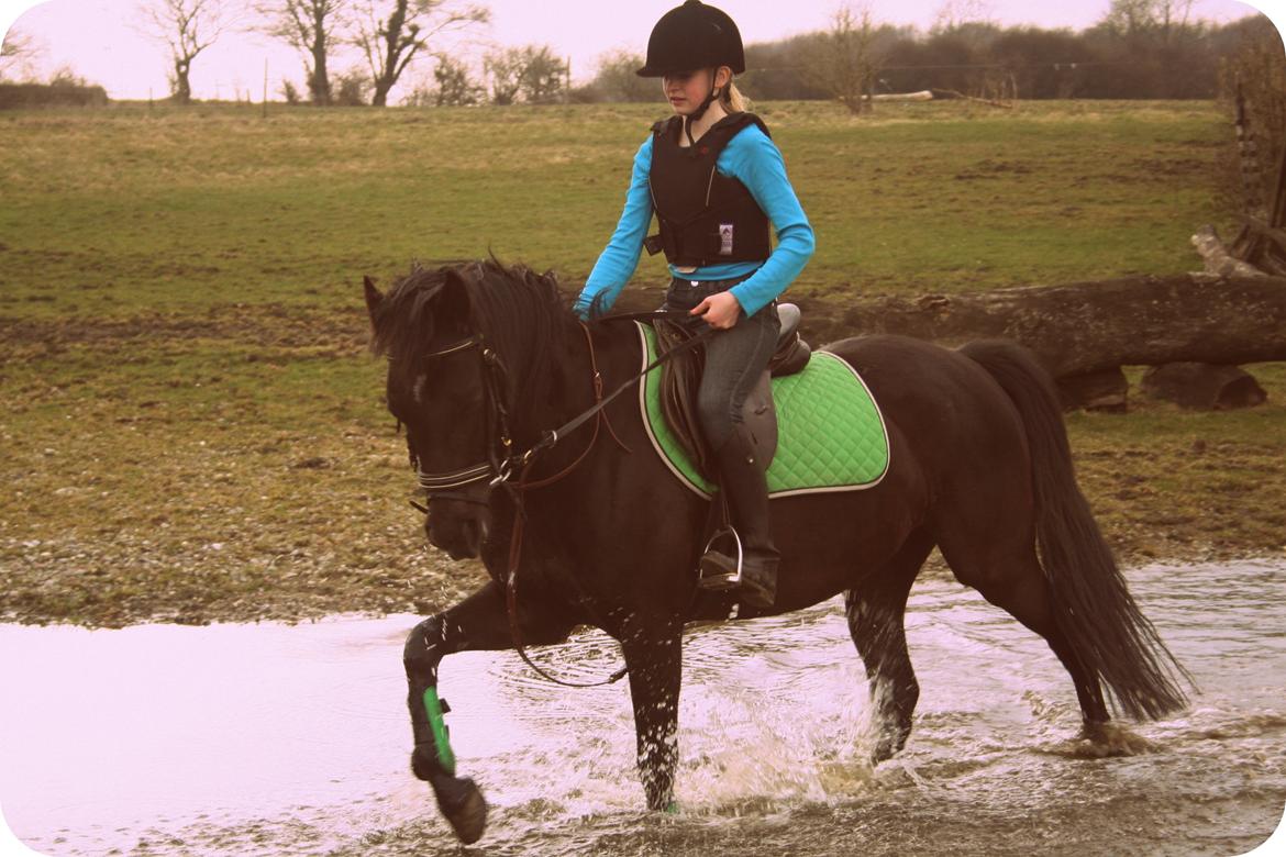 Welsh Cob (sec D) Bjerregård Zeus - Vaaaand!<3<3<3 billede 14