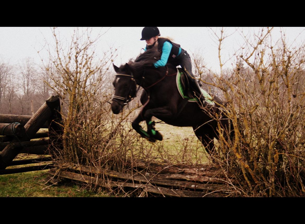 Welsh Cob (sec D) Bjerregård Zeus - Hæk!<3 billede 15