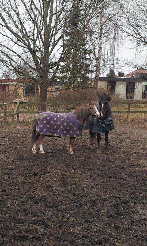 Dartmoor Skovbrynets Bastjan - Bastian og Skaterboy <3 billede 18