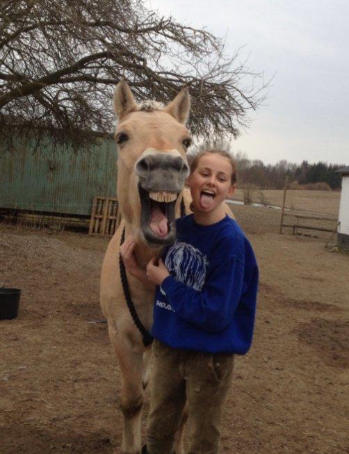 Fjordhest Tjalfe billede 2