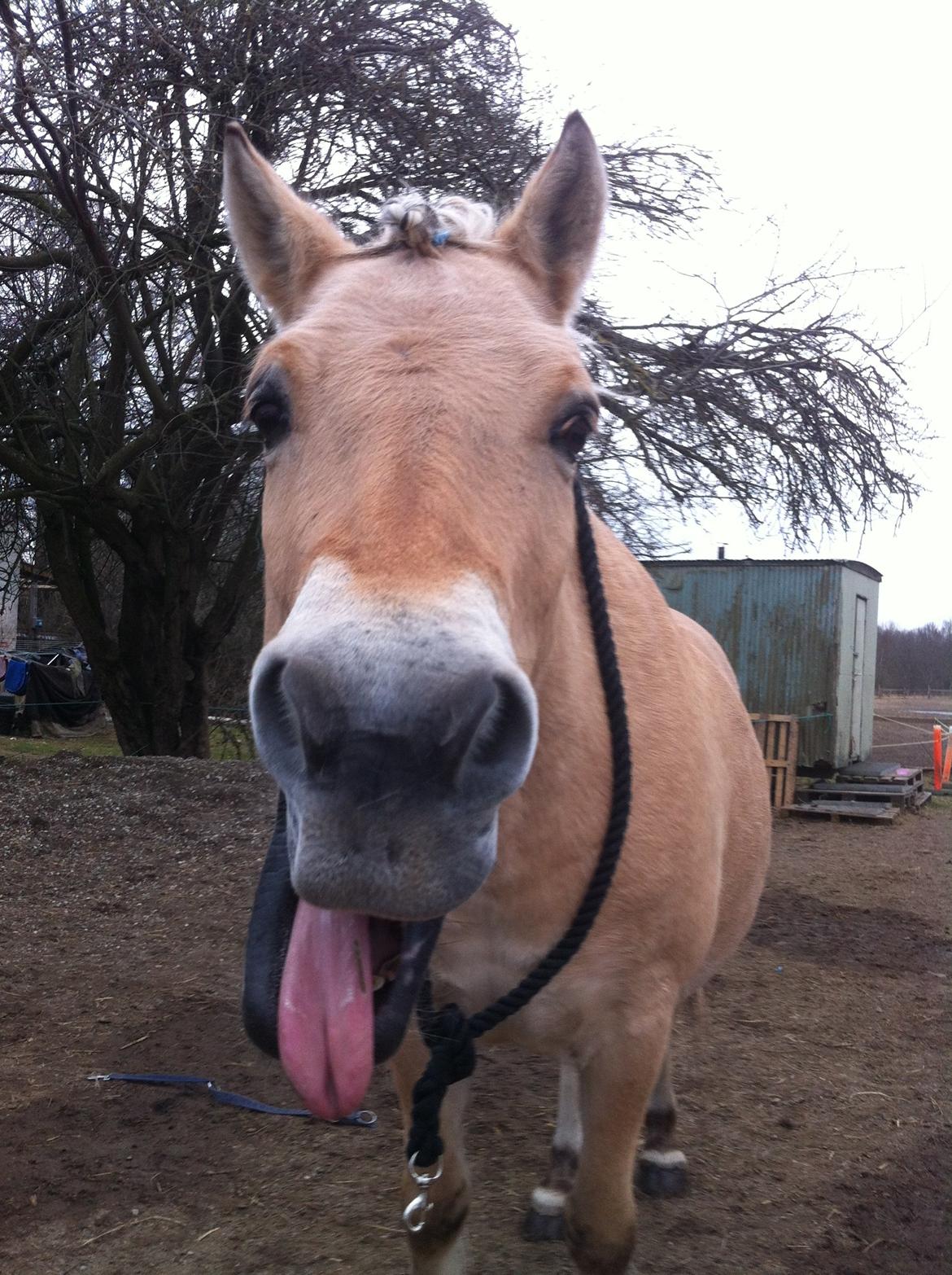Fjordhest Tjalfe billede 5