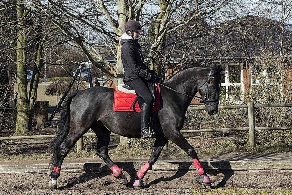 Anden særlig race Lady Gaga billede 2