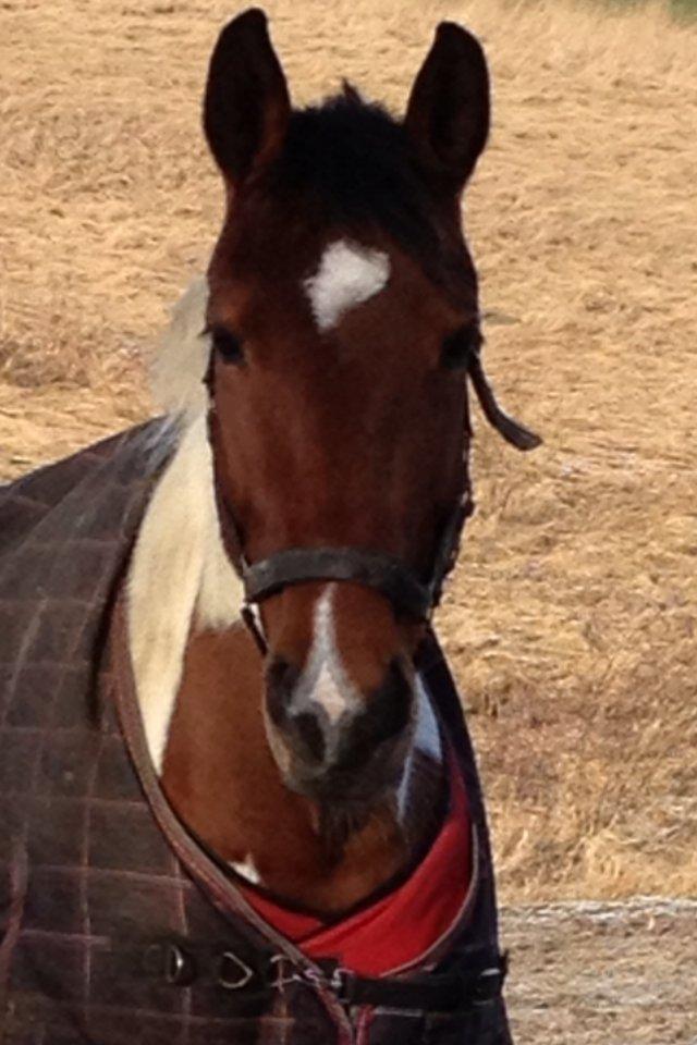 Pinto Lady billede 3