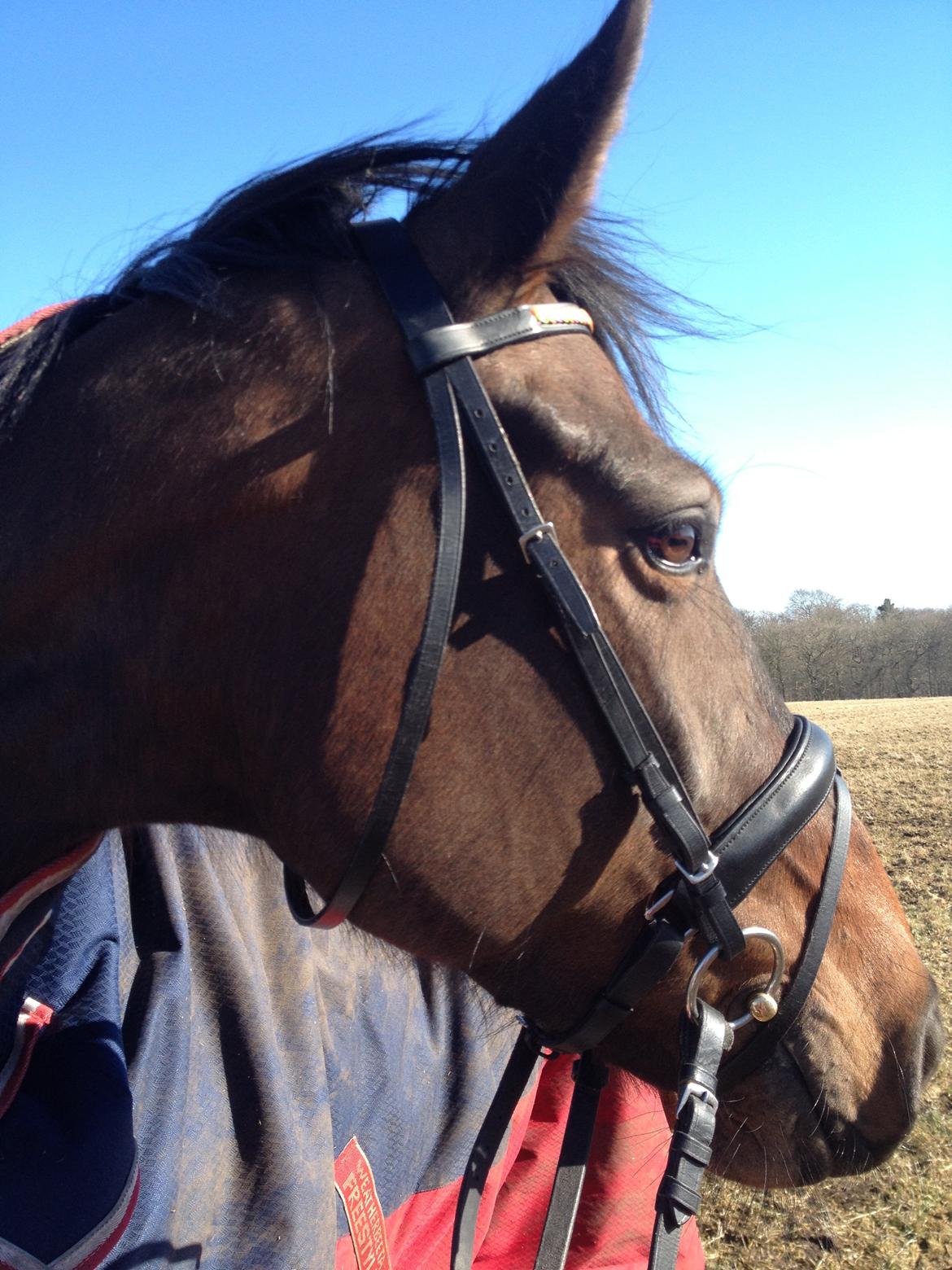 Anden særlig race Farissa - På gå tur med den smukke <3 billede 13