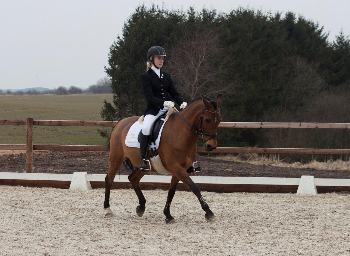 Welsh Cob (sec D) Altenahr Hovgård - Prinsen! ♥ - Stævne d. 14-04-2013. 
Fotograf: Line Berntsen.  billede 1