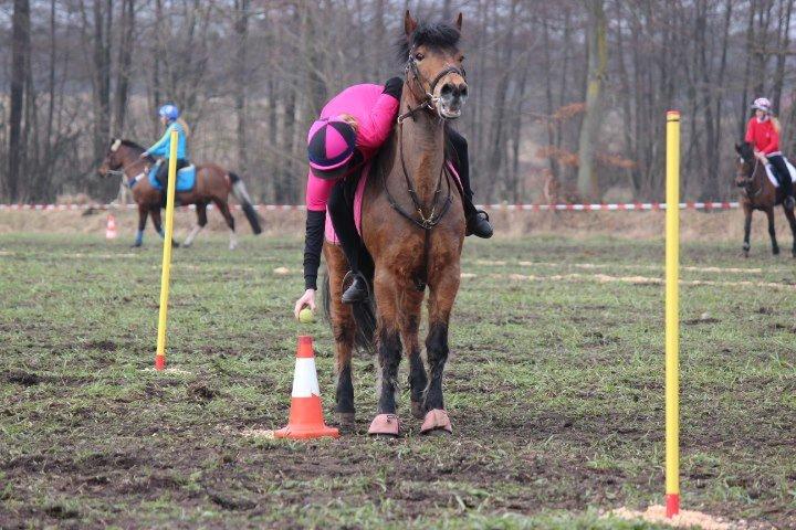 New Forest Luxie - April 2013, tyske par!   billede 20