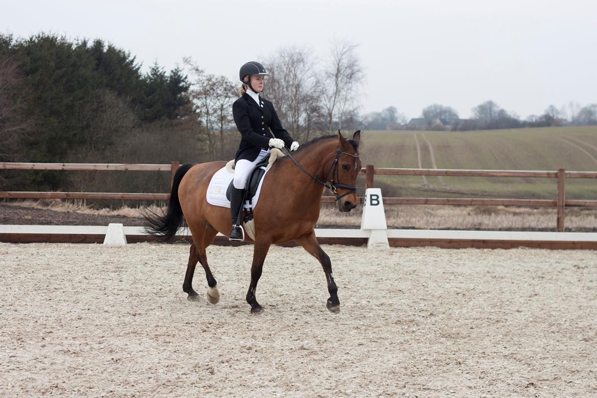 Welsh Cob (sec D) Altenahr Hovgård - Stævne d. 14-04-2013! ♥ 
Fotograf: Line Berntsen.  billede 2
