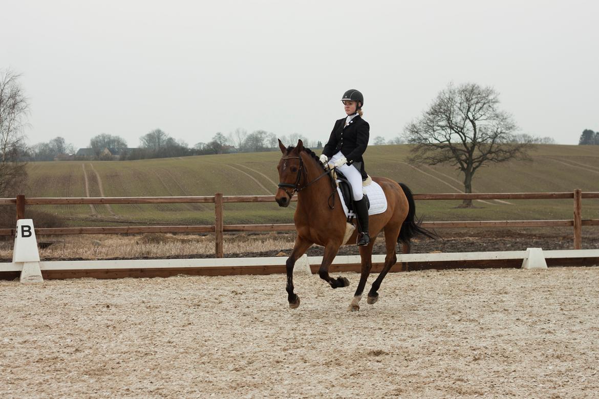 Welsh Cob (sec D) Altenahr Hovgård - Weeeee! Stævne d. 14-04-2013! ♥ 
Fotograf: Line Berntsen.  billede 3