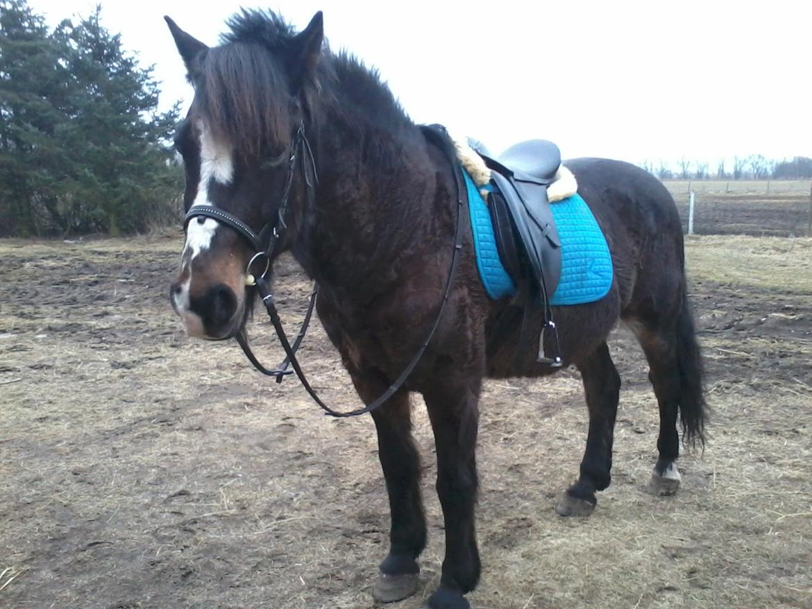 Koldblodstraver Nording billede 12