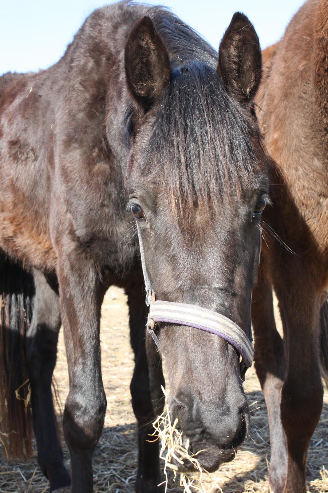 Dansk Varmblod Dalvangs Anemone billede 1