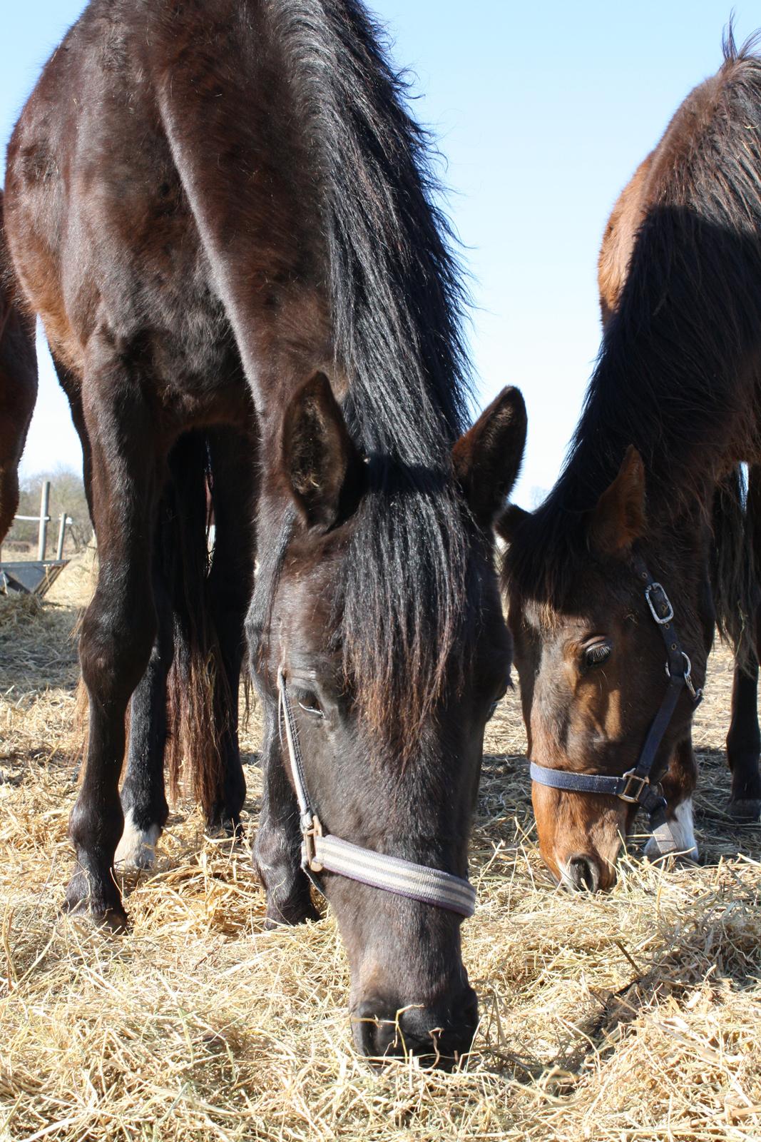 Dansk Varmblod Dalvangs Anemone billede 3