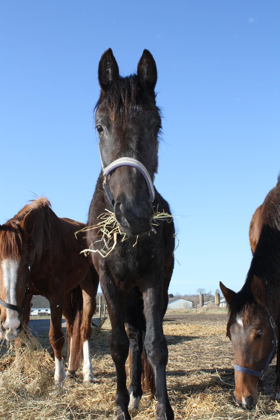 Dansk Varmblod Dalvangs Anemone billede 4