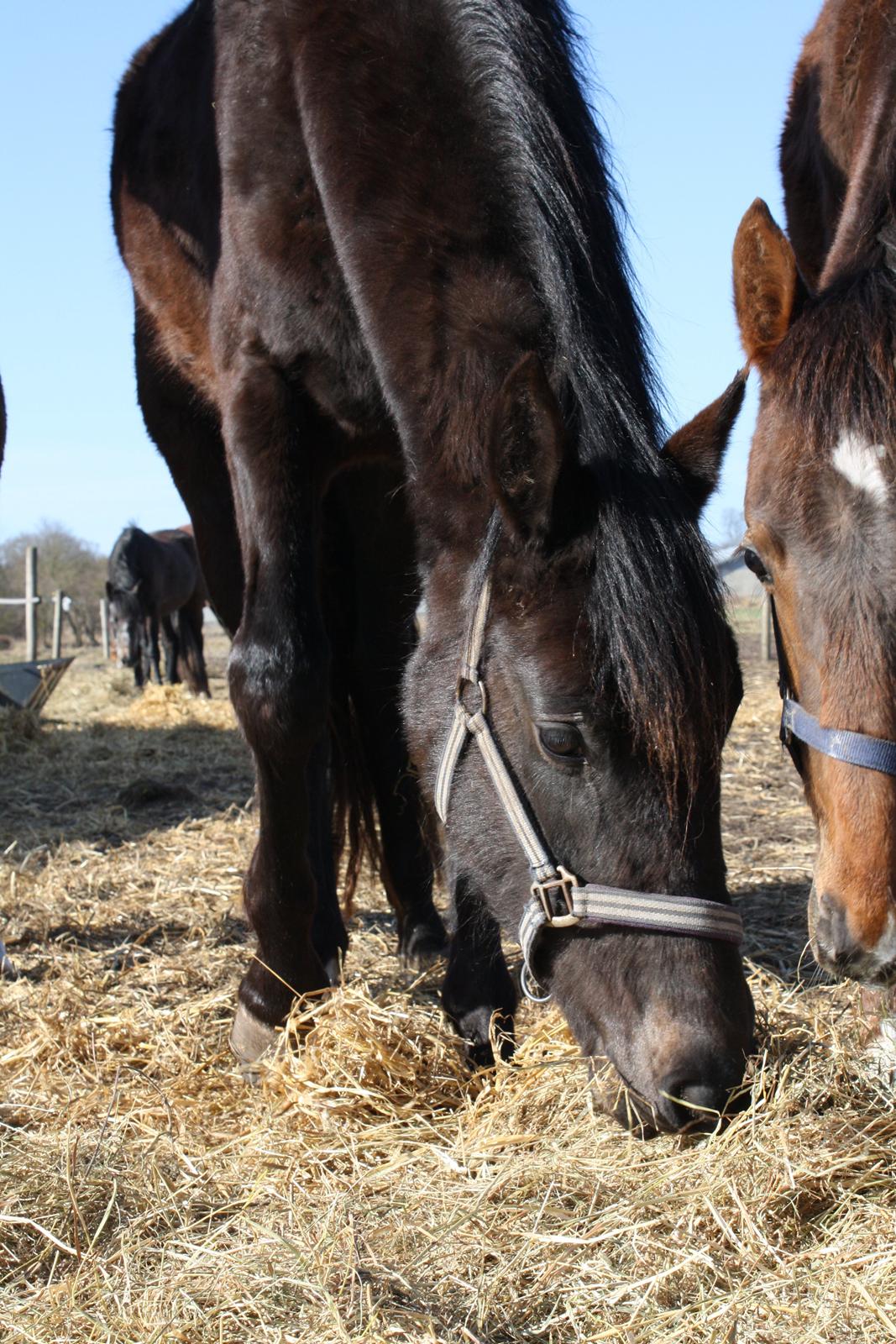 Dansk Varmblod Dalvangs Anemone billede 5