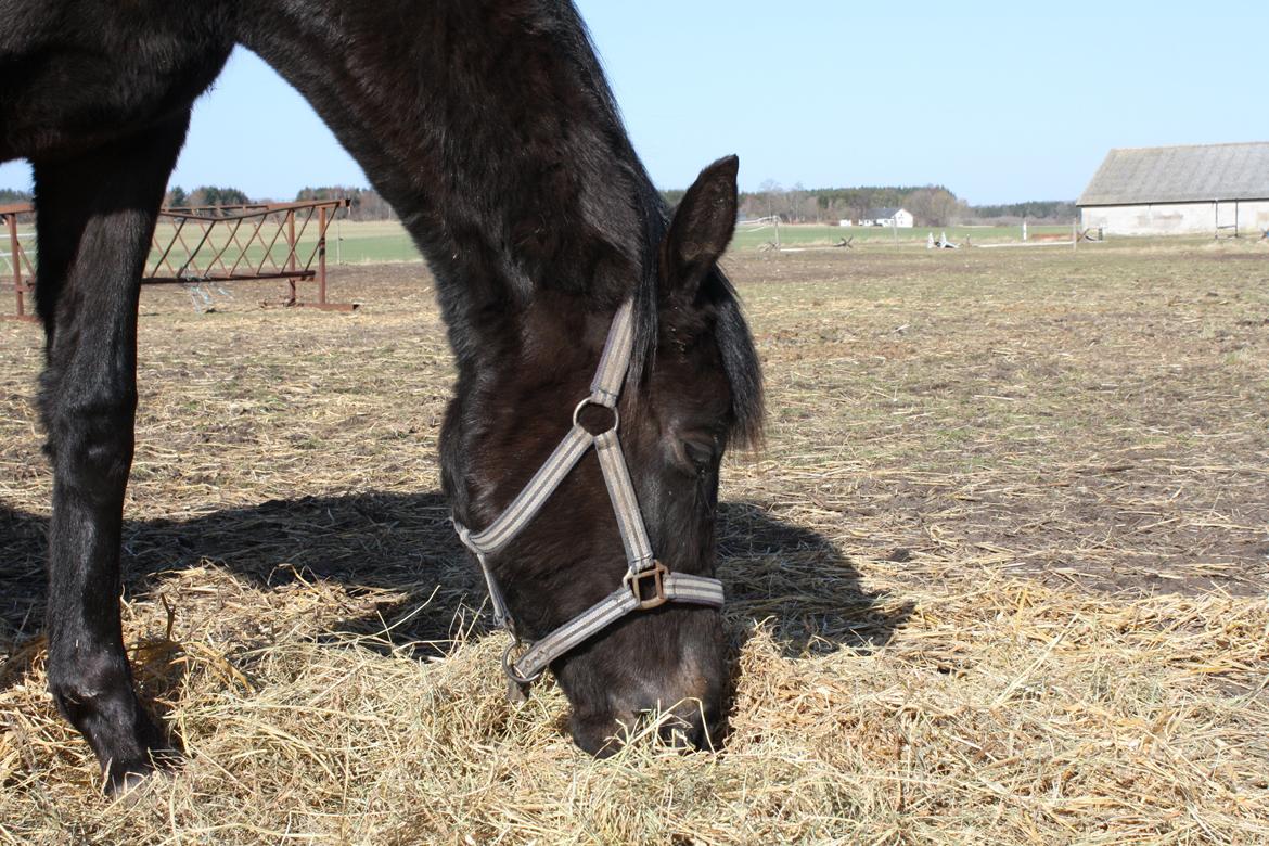 Dansk Varmblod Dalvangs Anemone billede 6